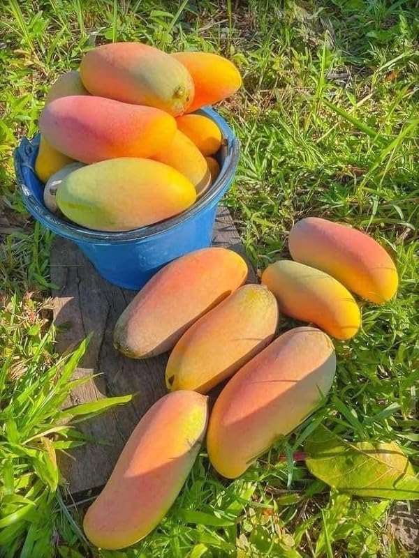 Grafted Himsagar All Time Mango Plant | Mangifera indica Premium Sweet Fibreless Mango Live Fruit Tree - Image 4