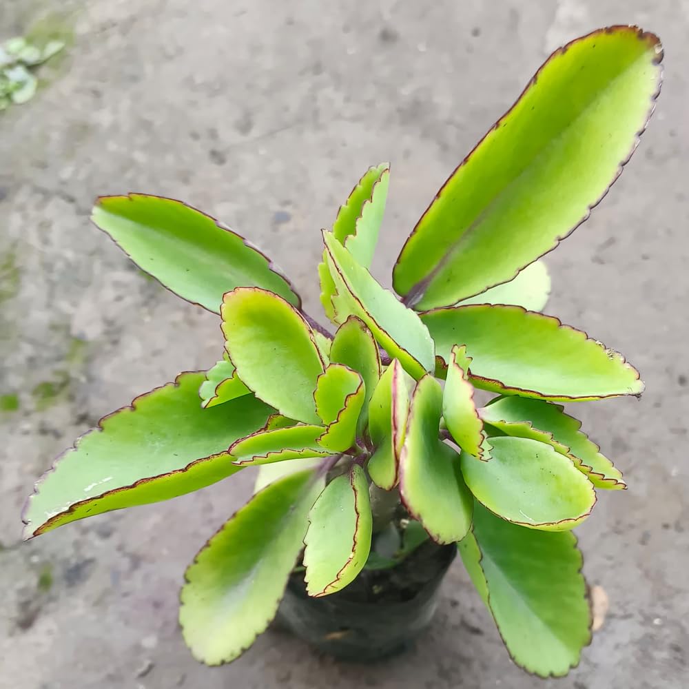 Pattarchatta (Miracle Leaf) – A Hardy & Easy-to-Grow Succulent Plant for Home garden - Image 4