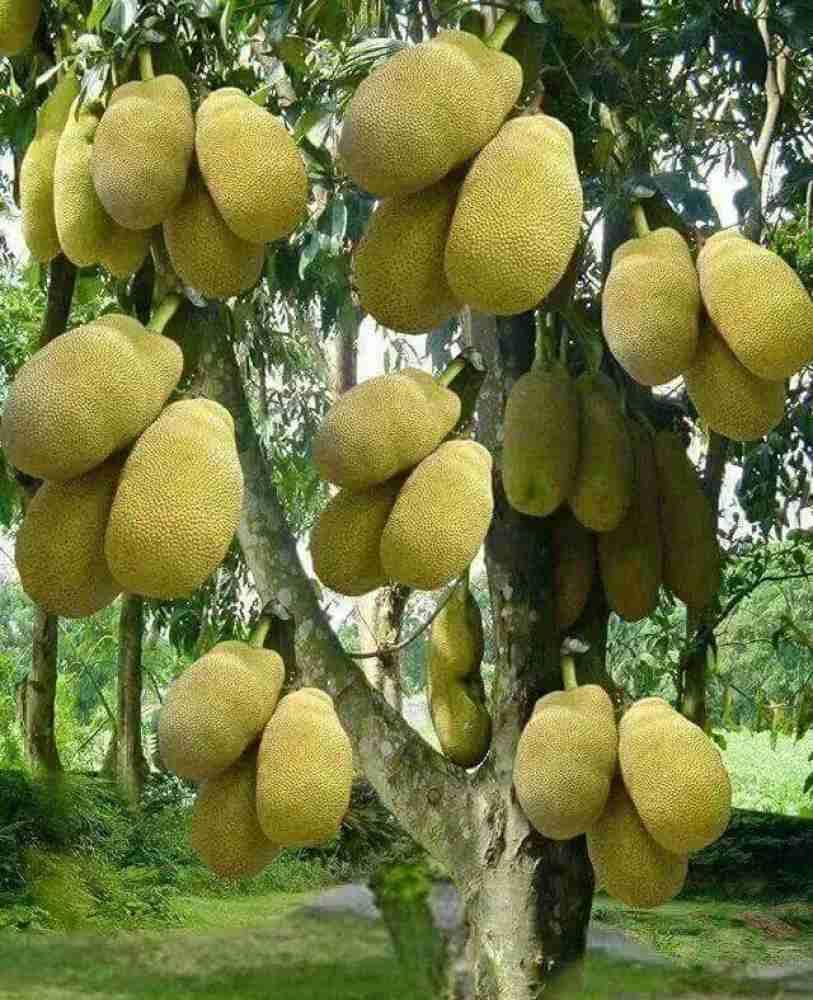 Special Vietnam Super Early Jackfruit Grafted Plant | Artocarpus heterophyllus Premium Hybrid Live Fruit Tree for Home Garden - Image 2
