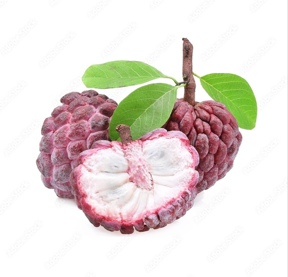 Red Custard Apple (Sugar Apple/Sitafal) Plant | Annona squamosa Premium Live Fruit Plant for Home Garden - Image 5