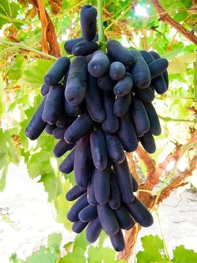 Finger Long Thai Variety Grapes Air Layered Plant | Long Finger Grape Live Plant | Exotic Grape Fruit Plant - Image 2