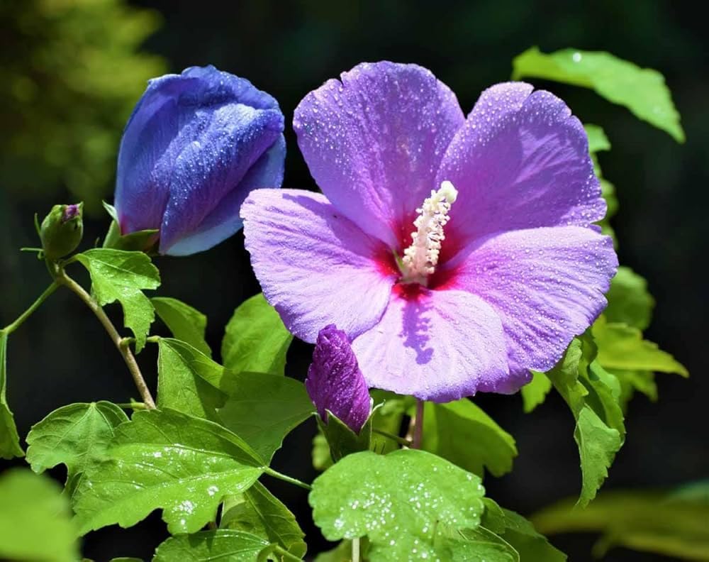 Pune Variety Soft Violet Hybrid Hibiscus – A Rare & Elegant Flowering Plant - Image 5