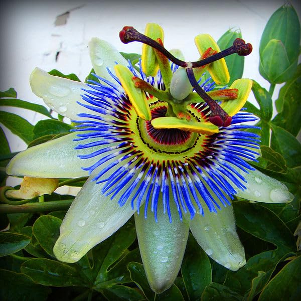 Rakhi Bell Flower (Blue Passion Flower) – A Rare & Exotic Flowering Climber - Image 5