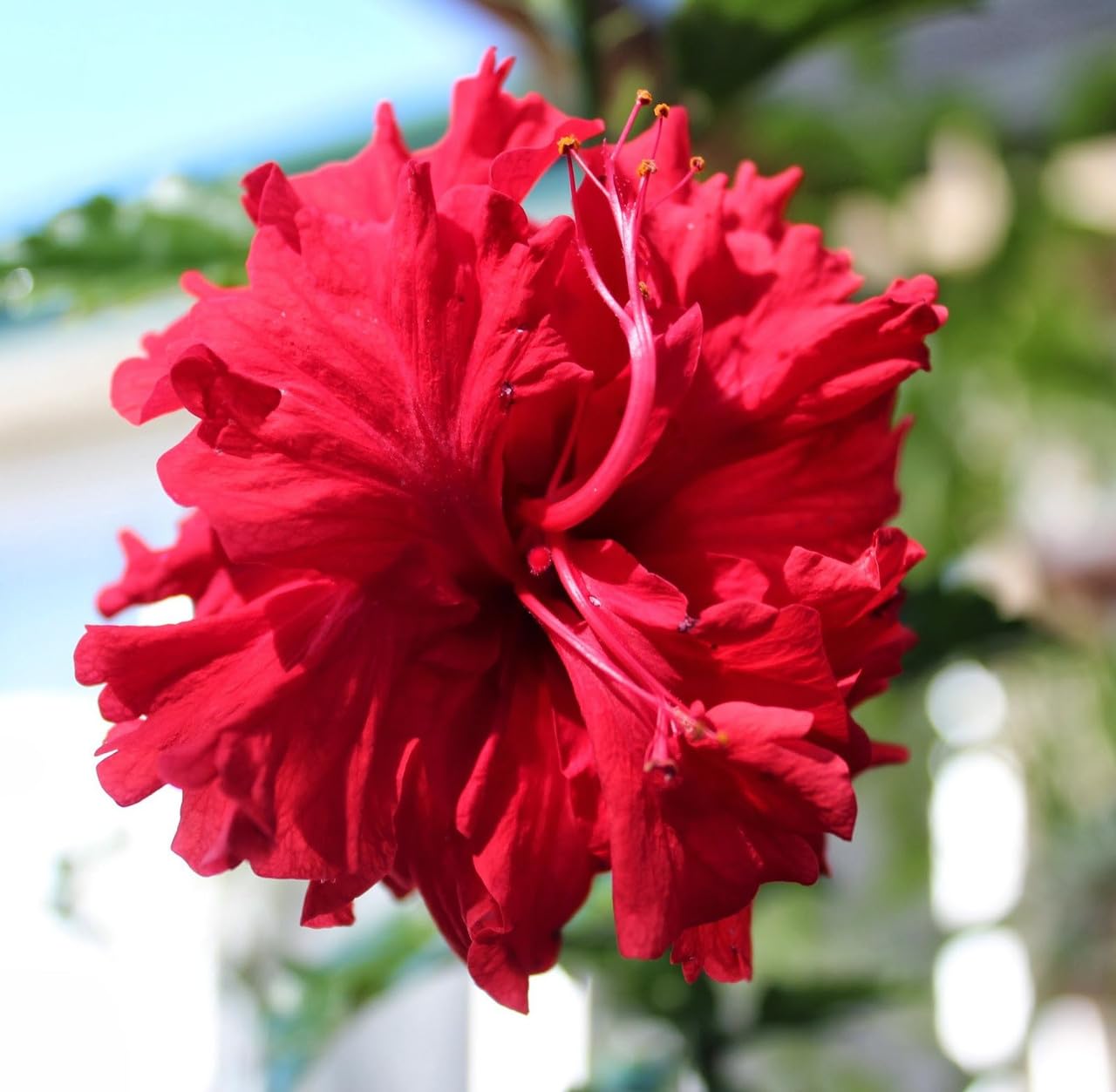 Double Petal Hibiscus Flower Plant (Red) Double Petal Red Hibiscus – A Classic Flowering Plant for Every Indian Garden - Image 5