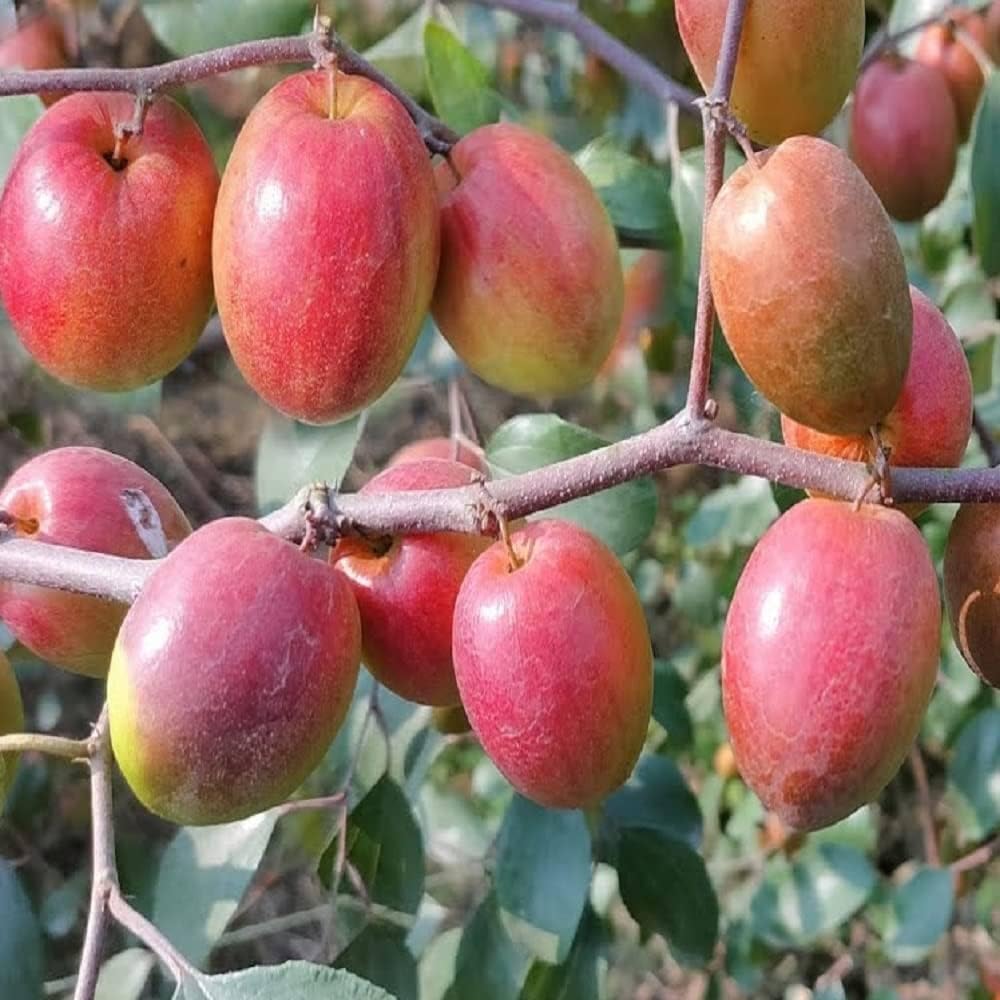 Red Sundari Apple Ber Hybrid Fruit Plant | Ziziphus mauritiana Grafted Live Fruit Plant for Home Garden