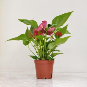 Anthurium Orange Champion (Prince of Orange) Plant With Pot | Miniature Variety | Rare Natural Live Indoor Plant