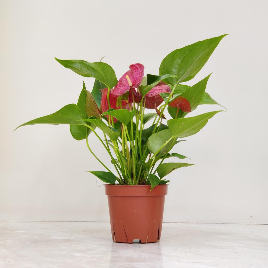 Anthurium Orange Champion (Prince of Orange) Plant With Pot | Miniature Variety | Rare Natural Live Indoor Plant