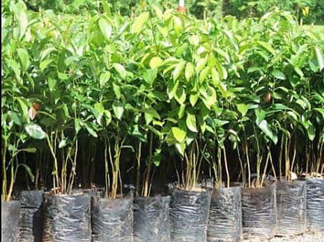 Dalchini (Cinnamon) Plant | Cinnamomum verum Live Spice Plant for Home Garden & Kitchen Garden - Image 2