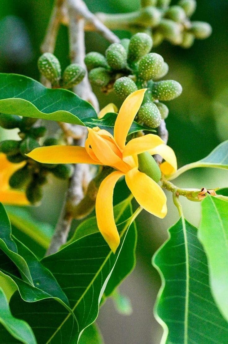 Sorno Champa grafted plant / Swarna Champa grafted plant (Golden Champa) Plant Flower plant - Image 3