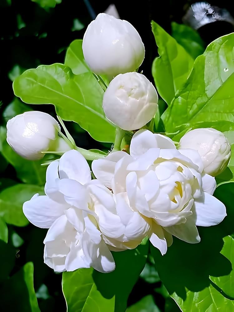 Bel Arabian Jasmine Fragrant Flower Plant | Jasminum sambac Premium Live Mogra Plant for Home Garden - Image 2