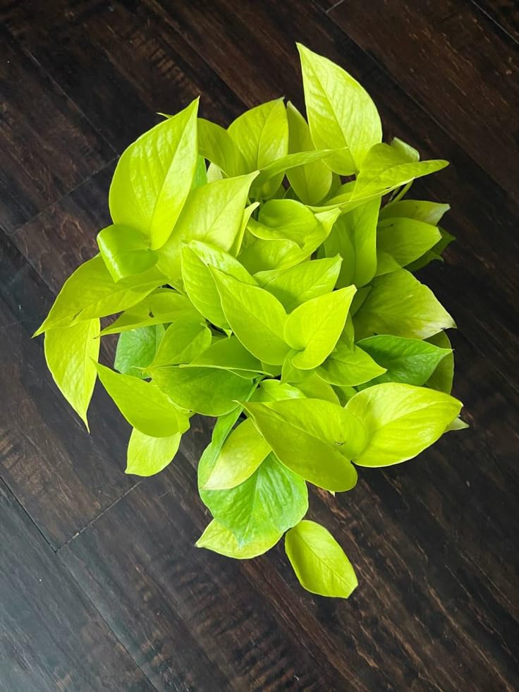Money Plant (Golden) with Pot | Epipremnum aureum Live Indoor Plant for Home & Office with pot - Image 3