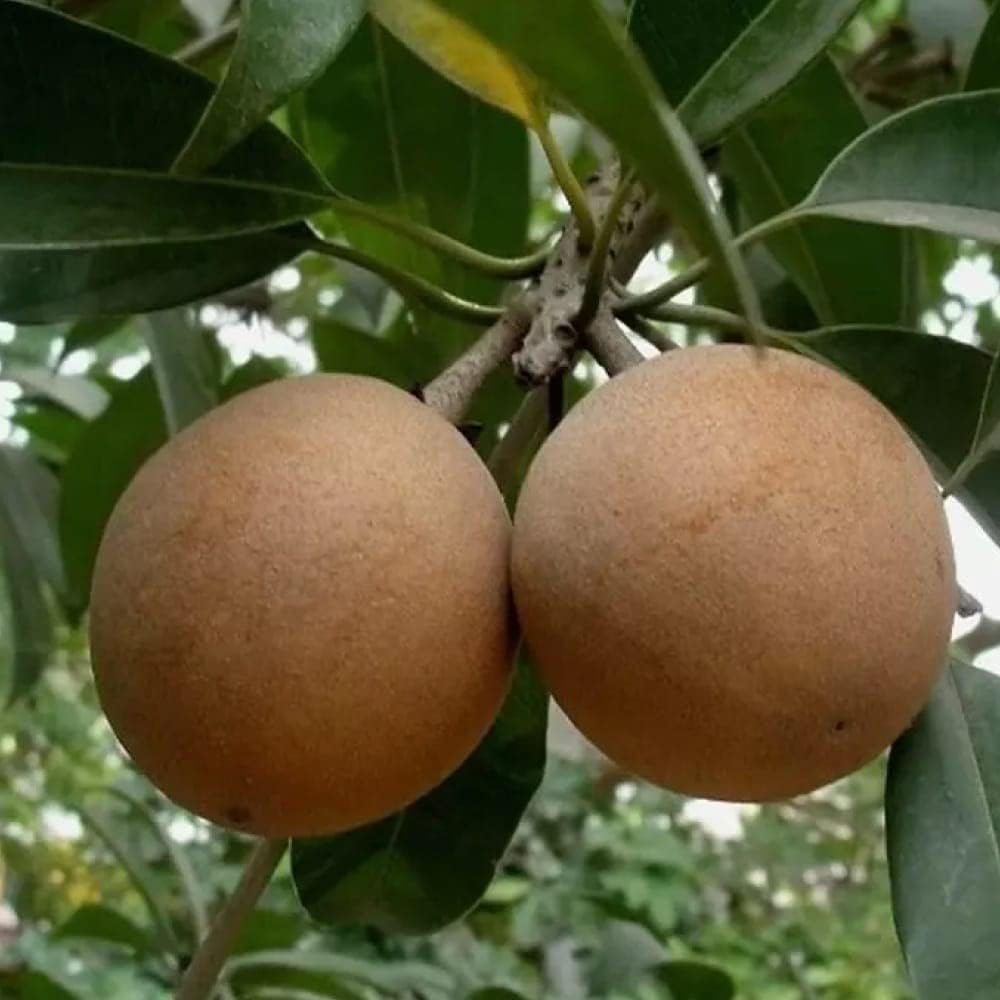 Cricket Ball Chiku (Sapota) Fruit Plant