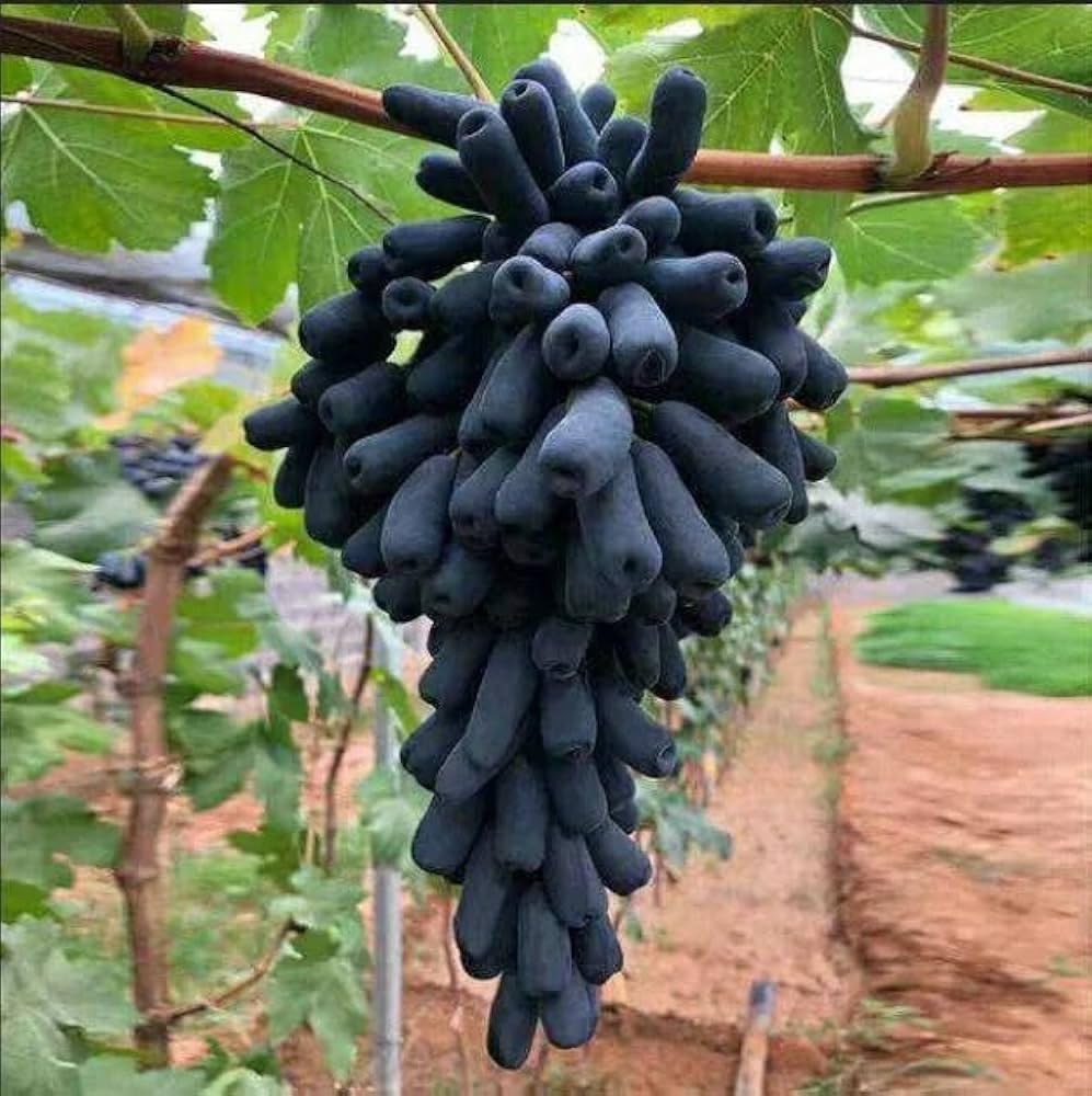 Finger Long Thai Variety Grapes Air Layered Plant | Long Finger Grape Live Plant | Exotic Grape Fruit Plant - Image 4