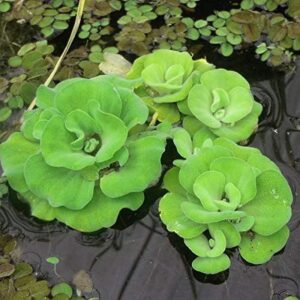 Aquatic Plant Pistia (Water Lettuce) | Healthy Live Floating Aquarium & Fish Pond Plant