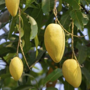 Alphonso Mango Plant (Grafted) – Premium Hapus Mango Tree for Home Garden & Orchard