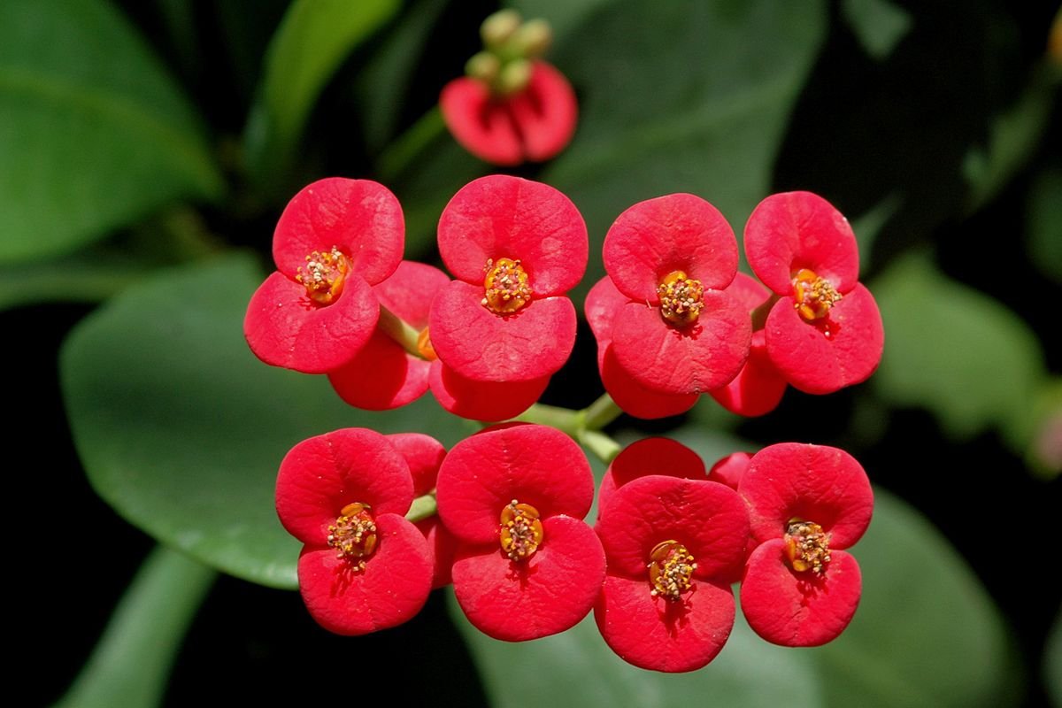 Euphorbia (Red) / Mili Plant with Pot | Euphorbia milii Red Crown of Thorns Live Flowering Plant - Image 2