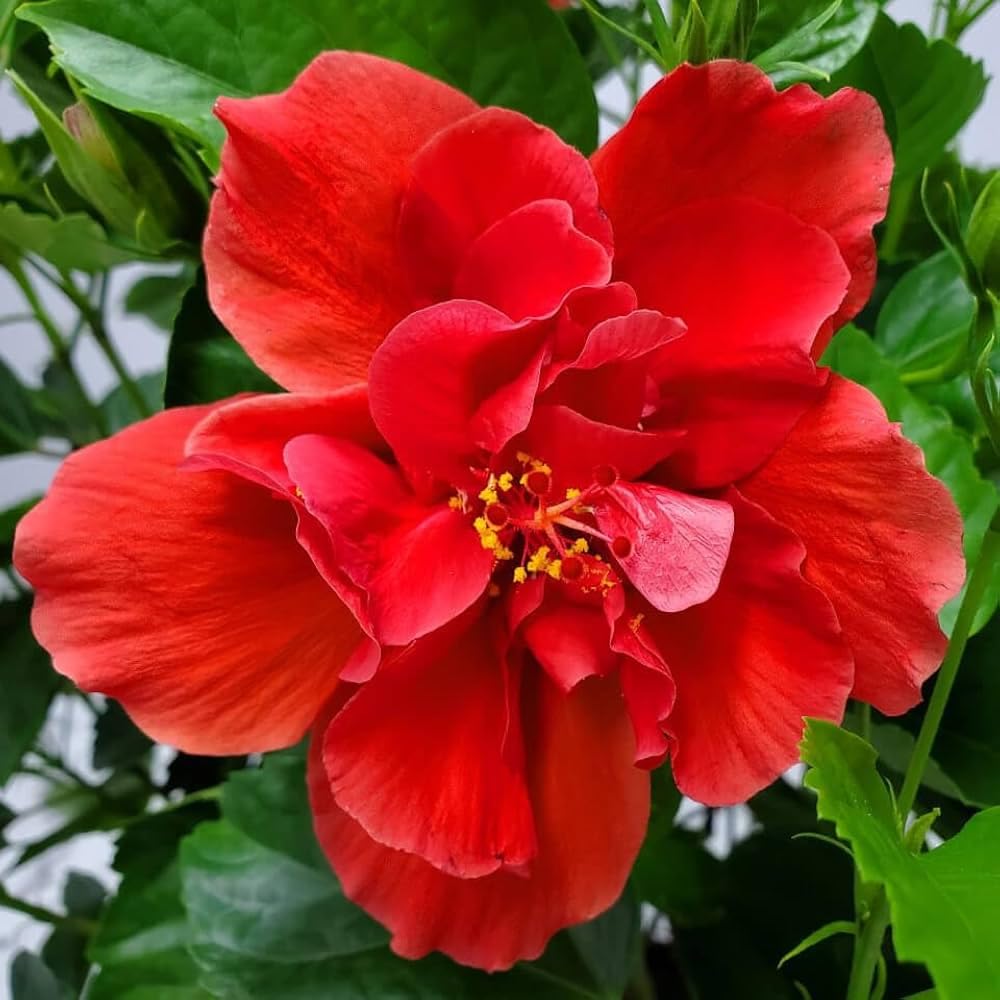 Hybrid Dragon Hibiscus Flower Plant (Red) | Hibiscus rosa-sinensis Premium Exotic Live Flowering Plant - Image 2