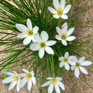 White Rain Lily Plant – Live White Flowering Plant with Grow Pot | Zephyranthes