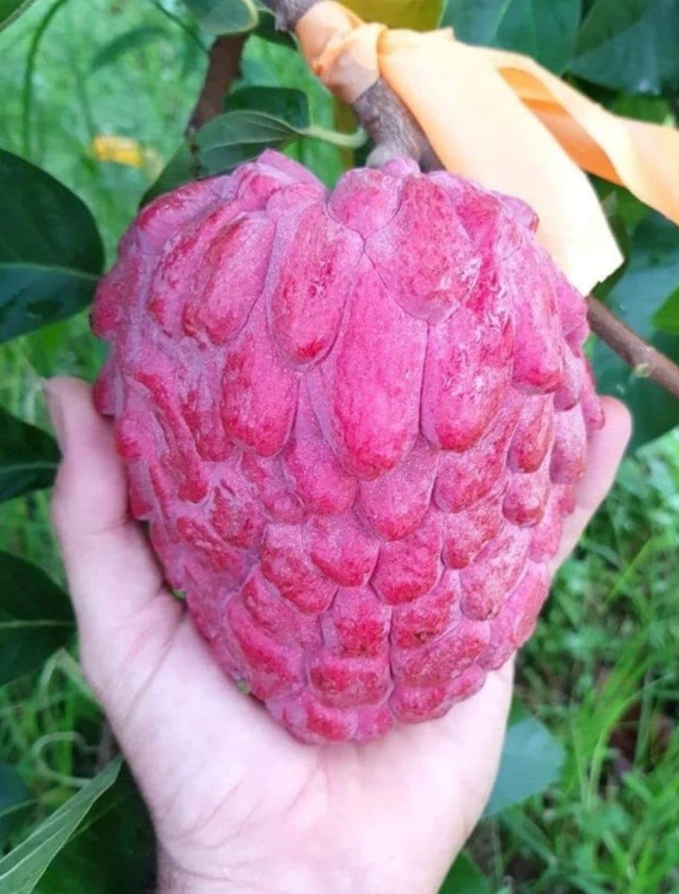 Red Custard Apple (Sugar Apple/Sitafal) Plant | Annona squamosa Premium Live Fruit Plant for Home Garden - Image 4