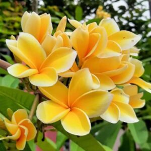 Yellow Plumeria Flower Plant | Live Frangipani Flower Plant for Home Garden