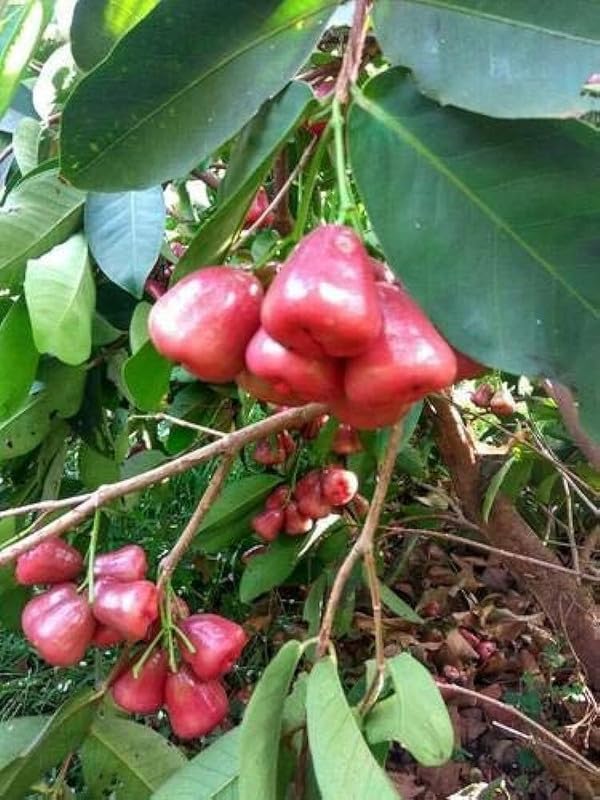 Rare Pink Water Apple Ber (Jamrul) Fruit Plant | Pink Jamrul Live Fruit Plant | Exotic Fruit Tree for Home Garden - Image 5