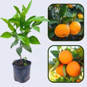 Legacy Sweet Orange Premium Citrus Plant | Citrus × sinensis Hybrid Sweet Juicy Orange Live Fruit Plant for Home Garden
