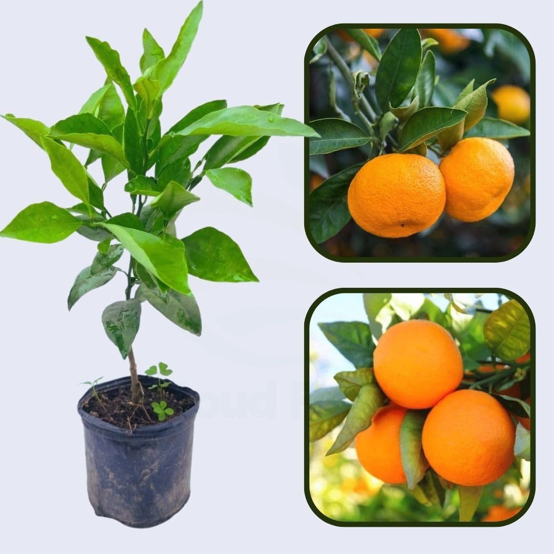 Legacy Sweet Orange Premium Citrus Plant | Citrus × sinensis Hybrid Sweet Juicy Orange Live Fruit Plant for Home Garden