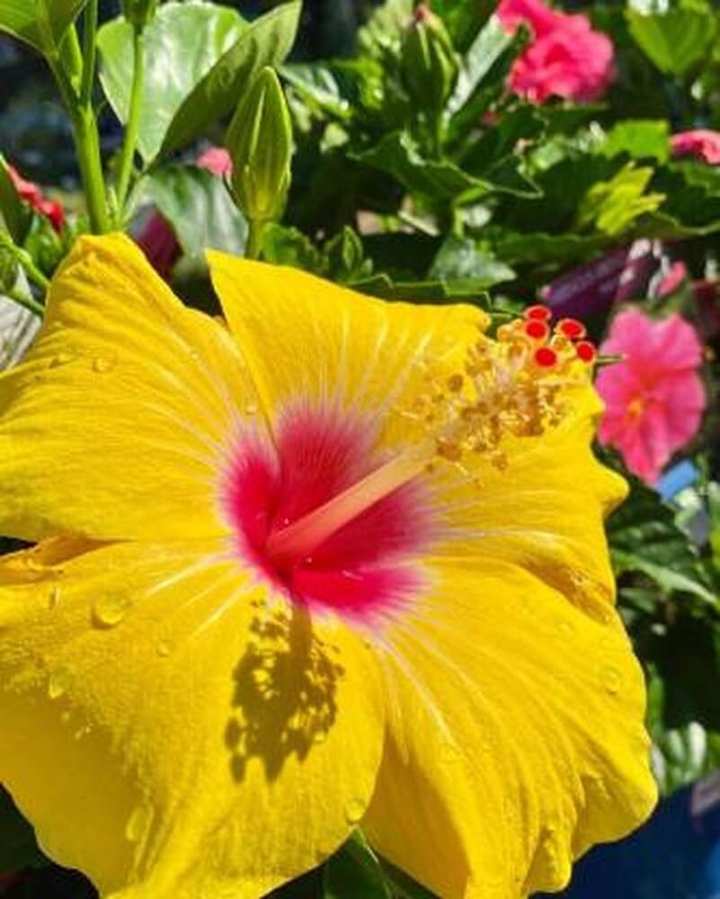 Indian Hibiscus Flower Plant (Yellow) | Hibiscus rosa-sinensis Live Flowering Plant for Home Garden - Image 4