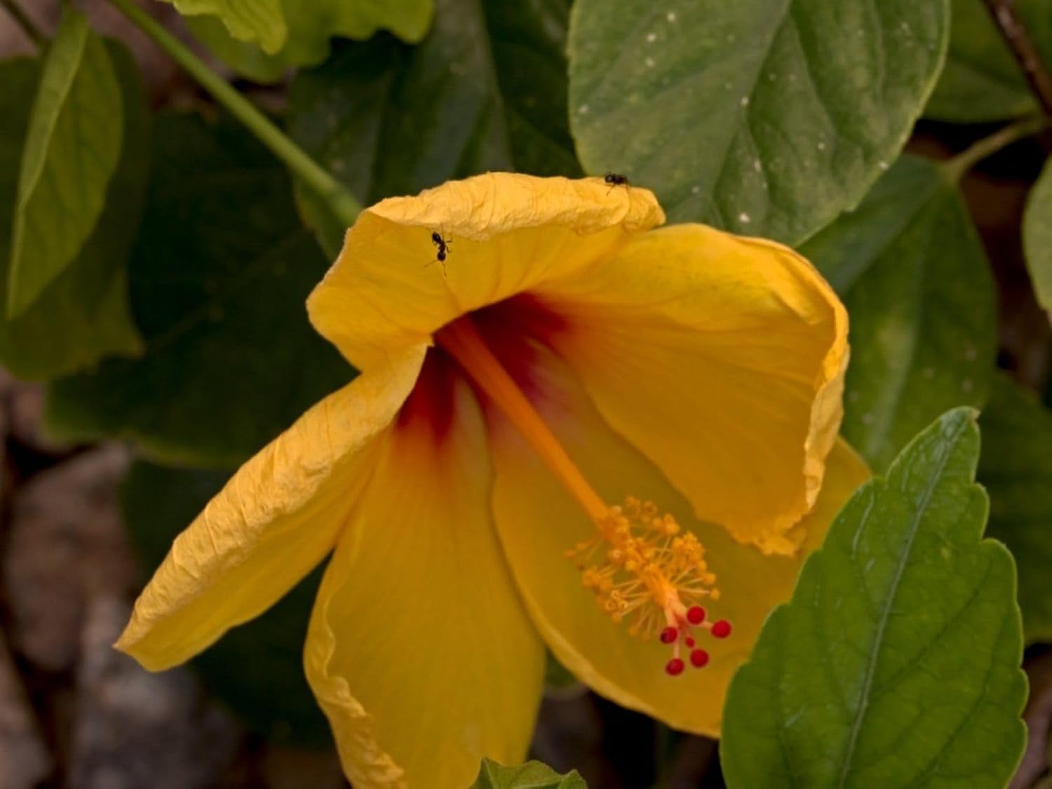 Indian Hibiscus Flower Plant (Yellow) | Hibiscus rosa-sinensis Live Flowering Plant for Home Garden - Image 3
