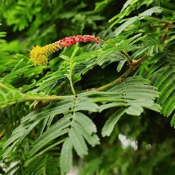 Shami Plant with Pot | Live Indoor Sacred Plant for Home & Office - Image 2