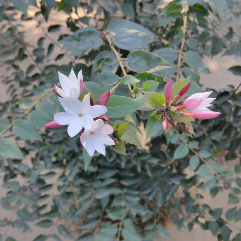 White Kunda (Downy Jasmine) Flower Plant | Jasminum multiflorum Live Fragrant Flowering Plant for Home Garden - Image 4