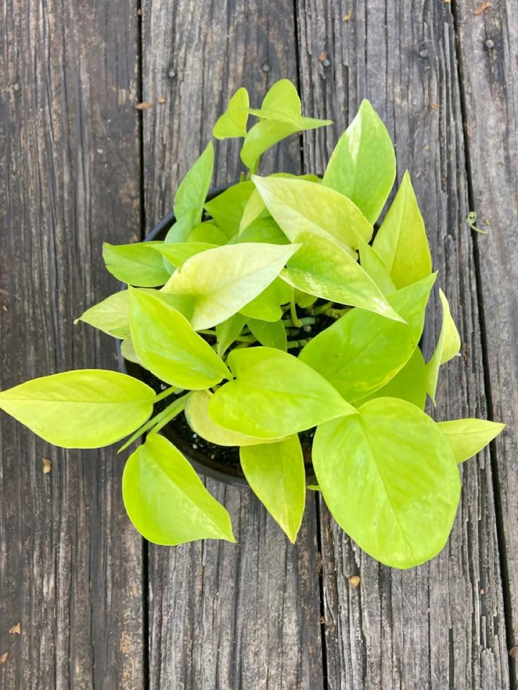 Money Plant (Golden) with Pot | Epipremnum aureum Live Indoor Plant for Home & Office with pot - Image 2