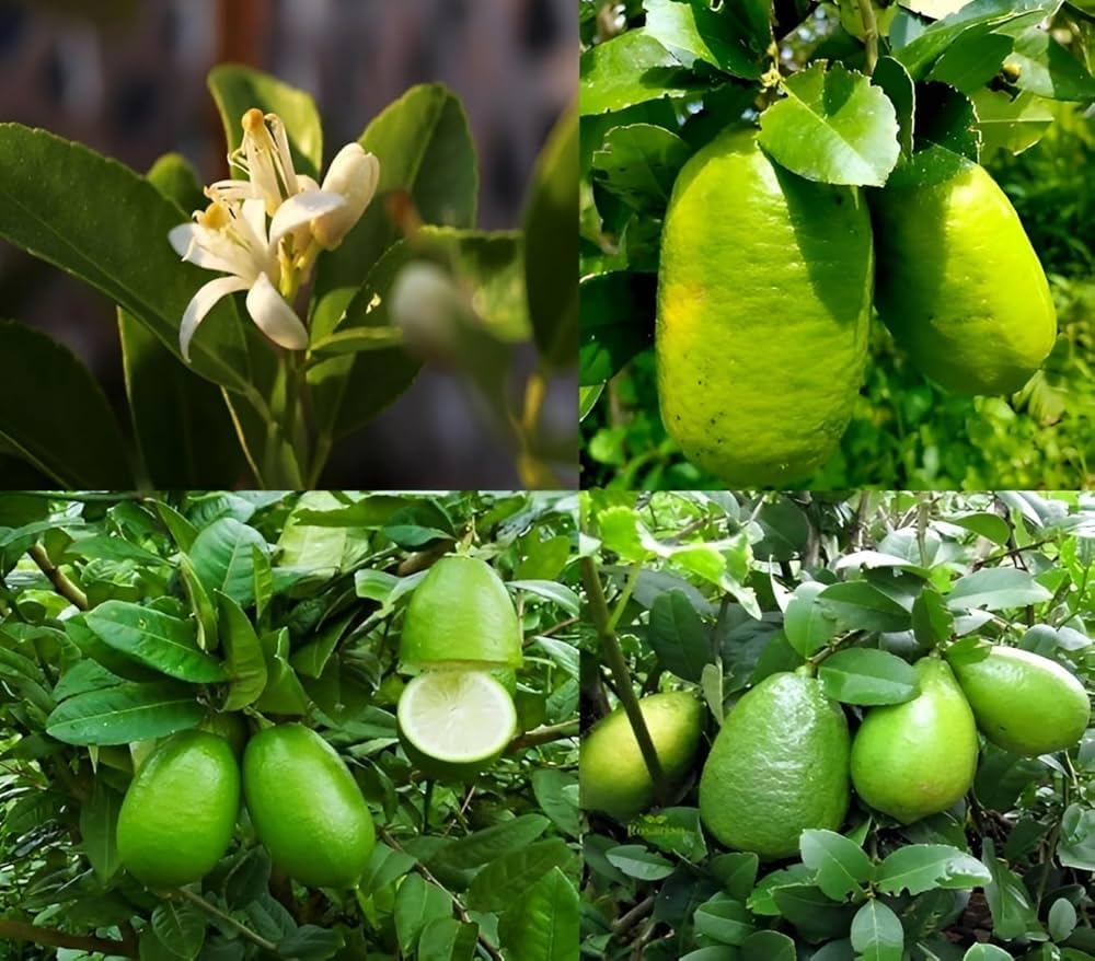 Seedless Lemon Fruit Plant | Citrus × limon Premium Grafted Live Lemon Tree for Home Garden - Image 3