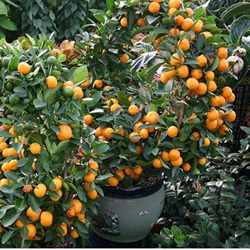 Orange Malta Hybrid Plant | Citrus × sinensis Premium Sweet Malta Orange Live Fruit Plant for Home Garden - Image 5