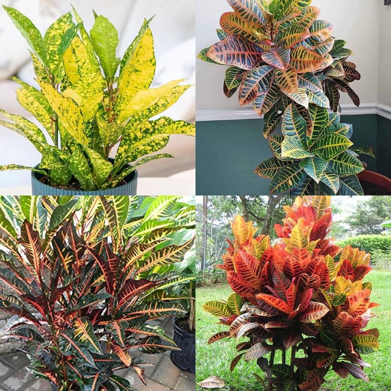 Codiaeum Variegatum Croton Plant | Live Colorful Indoor Croton Plant for Home & Office - Image 4