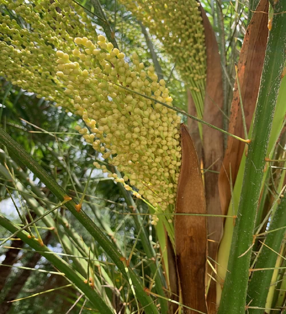 Ajwa Dates Palm Arabian Khajoor Plant | Phoenix dactylifera Premium Live Date Palm Fruit Plant for Home Garden - Image 3