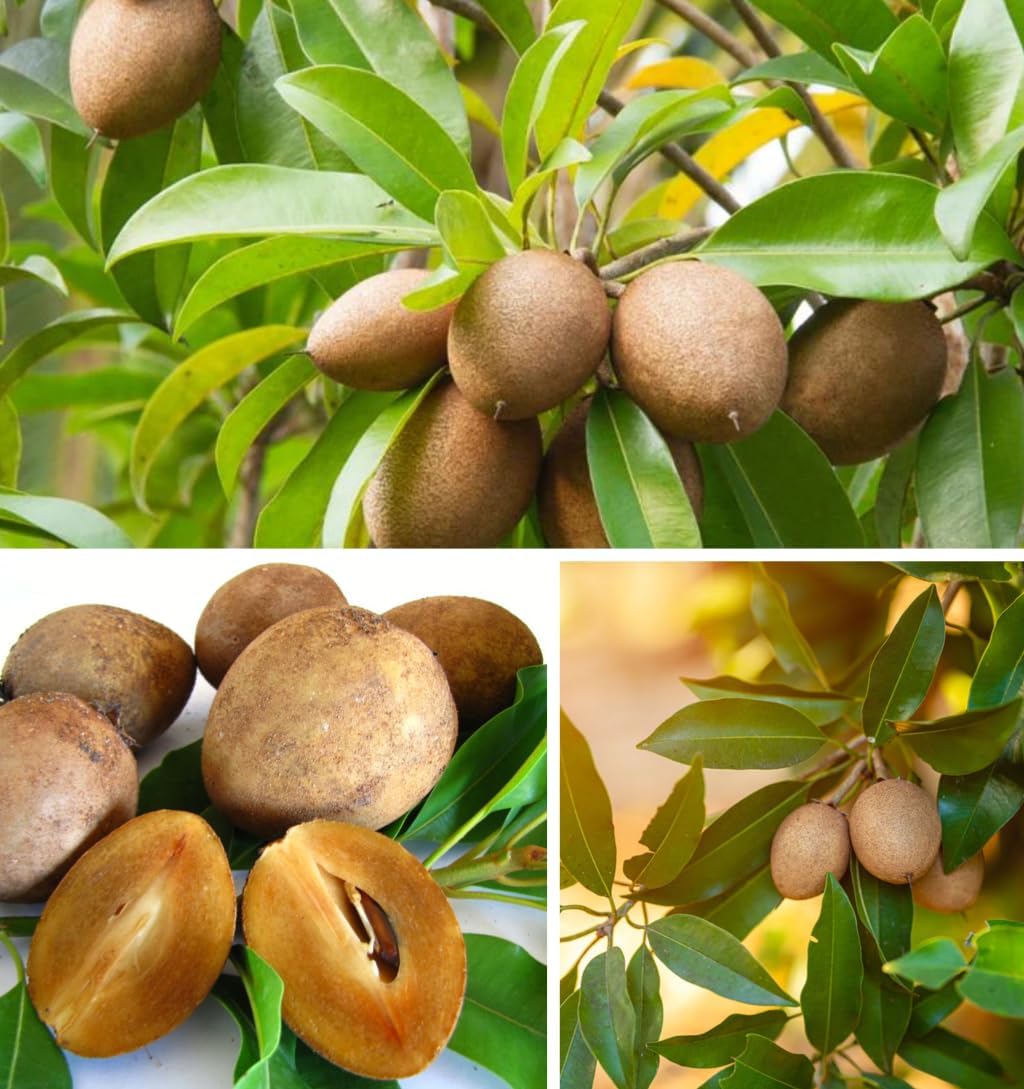 All Time Kalapatti Sapota (Chiku) Grafted Plant | Manilkara zapota Premium High Yield Live Fruit Tree for Home Garden - Image 3