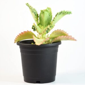 Mother of Thousands Plant with Pot | Kalanchoe daigremontiana Live Succulent for Home Garden & Indoor Décor