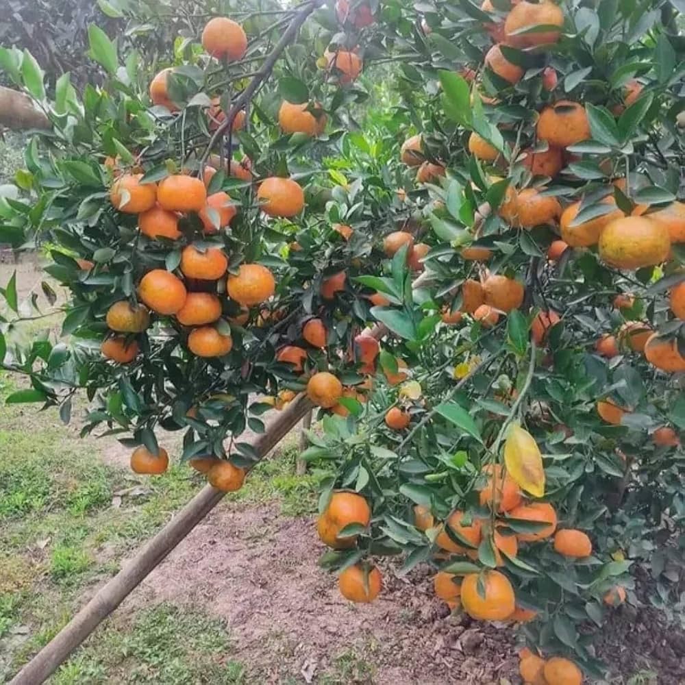 Ram Rangan Orange Plant (Grafted) – Sweet & Juicy Orange Fruit Plant for Home Gardens - Image 2