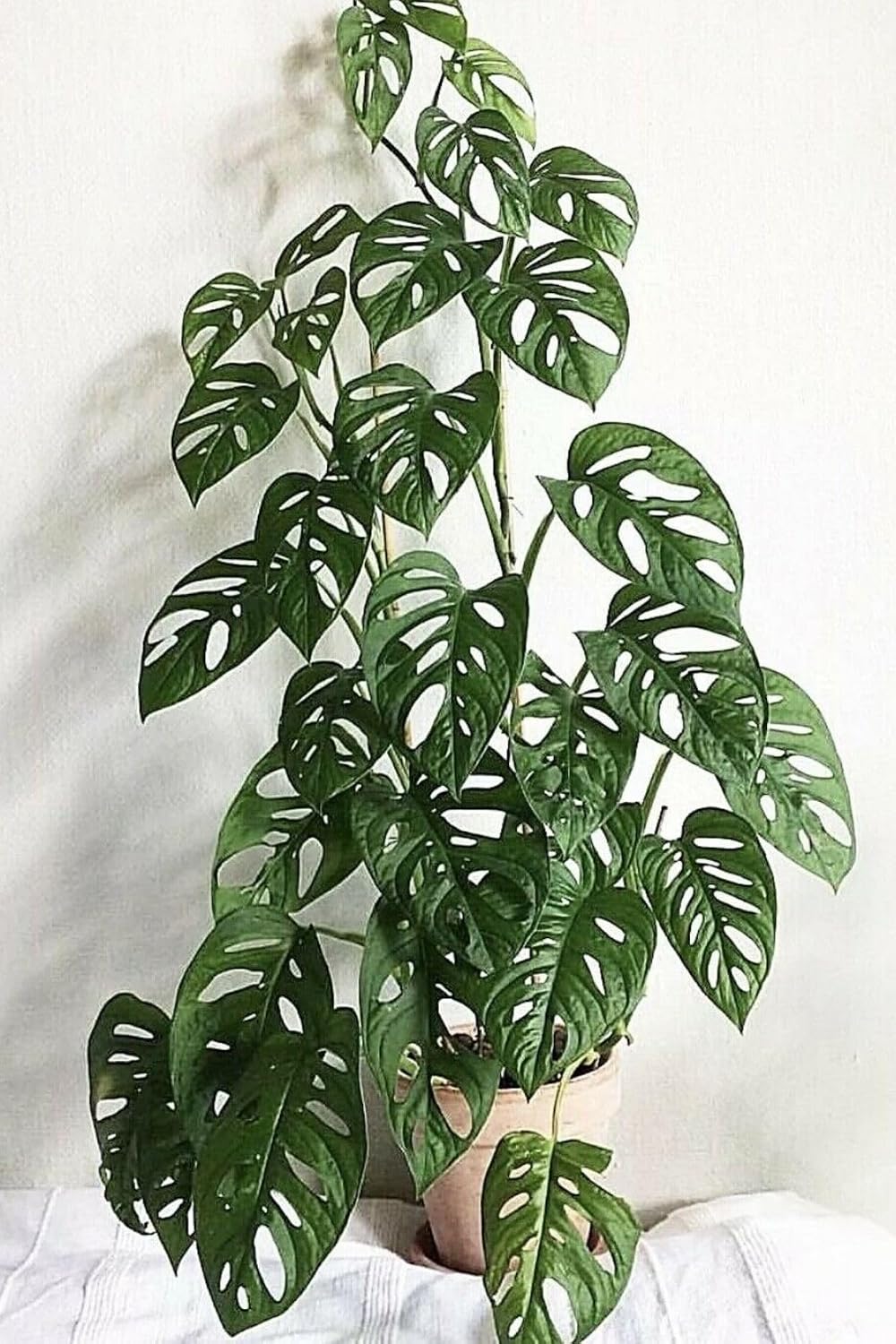 Broken Heart / Monstera Plant with Pot | Monstera deliciosa Live Indoor Swiss Cheese Plant for Home & Office - Image 2