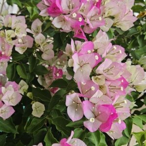Mary Palmer Bougainvillea Plant – Double Color White & Pink Live Flowering Plant | Hybrid Paper Flower