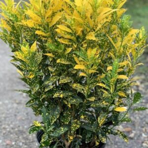 Croton Golden Dust Indoor Live Plant with Pot | Gold Dust Croton (Codiaeum variegatum) for Home & Office