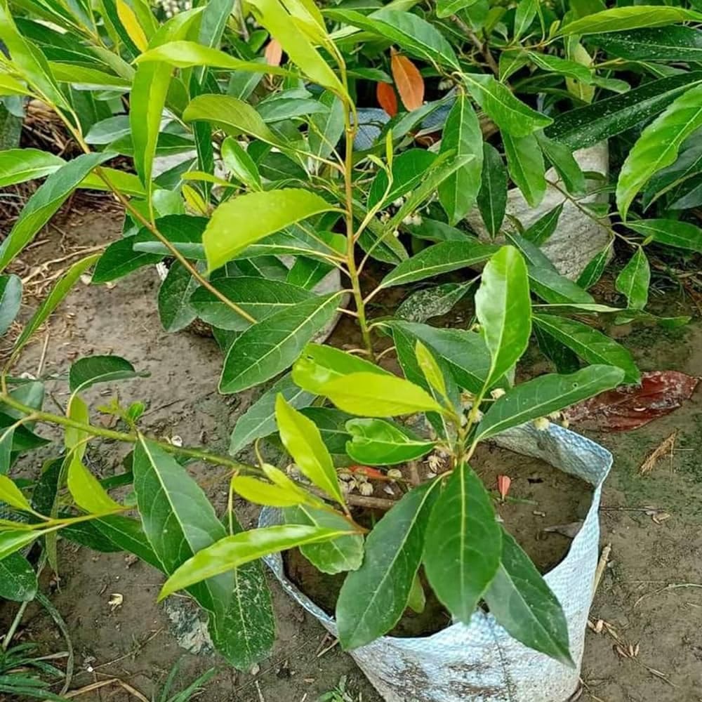 Jalpai Fruit Plant – Indian Olive Tree for Home Garden, Orchard & Terrace Gardening - Image 2