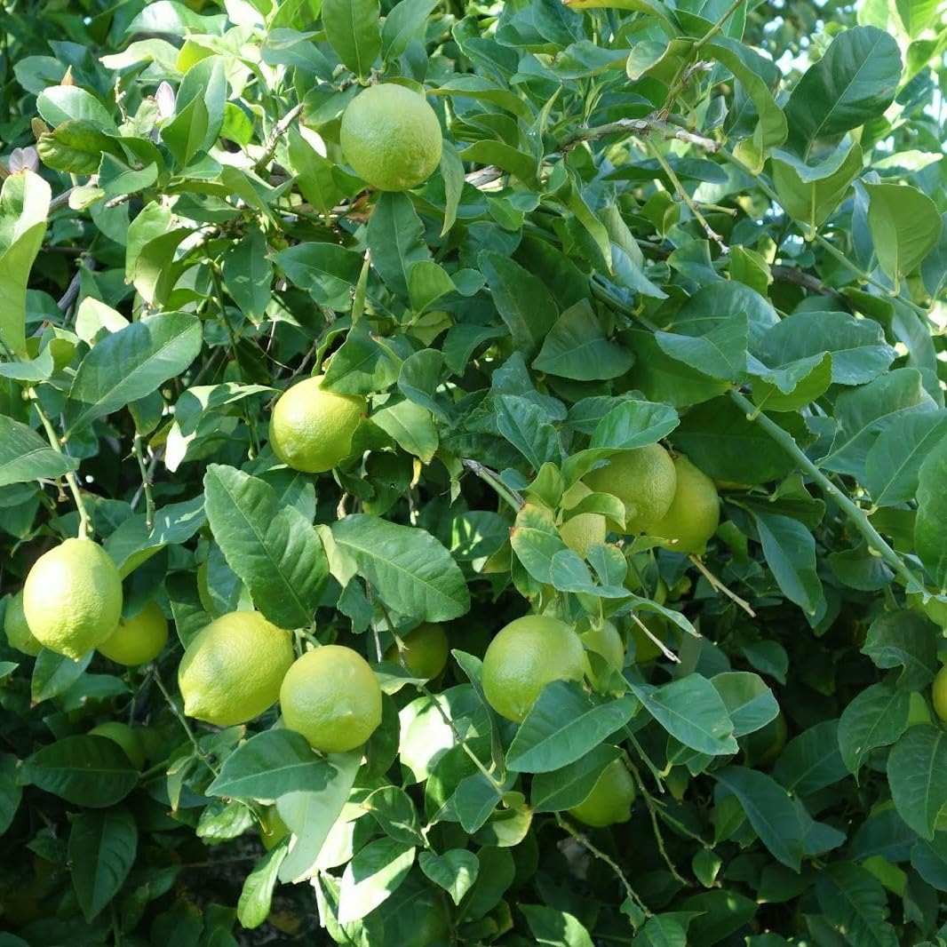 Seedless Lemon Fruit Plant | Citrus × limon Premium Grafted Live Lemon Tree for Home Garden - Image 2