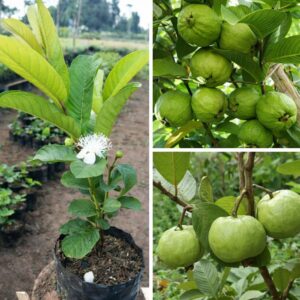 Baruipur Guava Plant Grafted | Sweet & Juicy Guava Fruit Plant | Healthy Live Plant for Home Garden