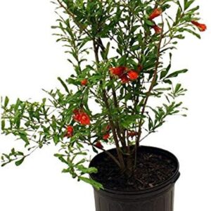 Pomegranate Granada Variety Fruit Plant – High Yielding Anar Tree