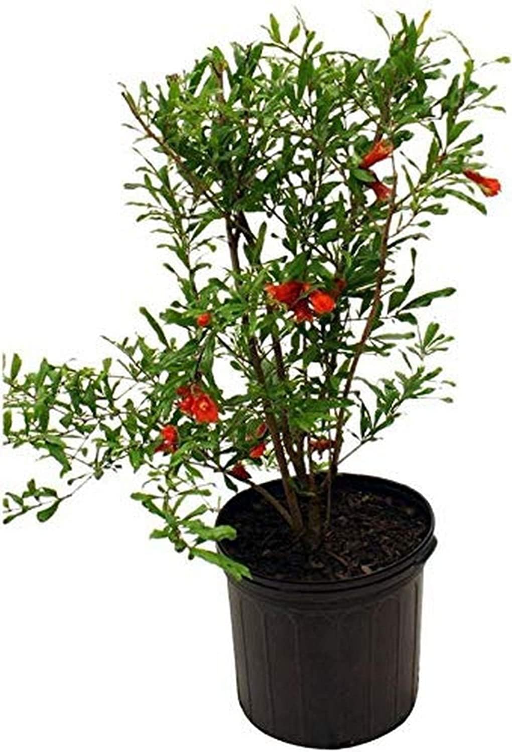 Pomegranate Granada Variety Fruit Plant – High Yielding Anar Tree