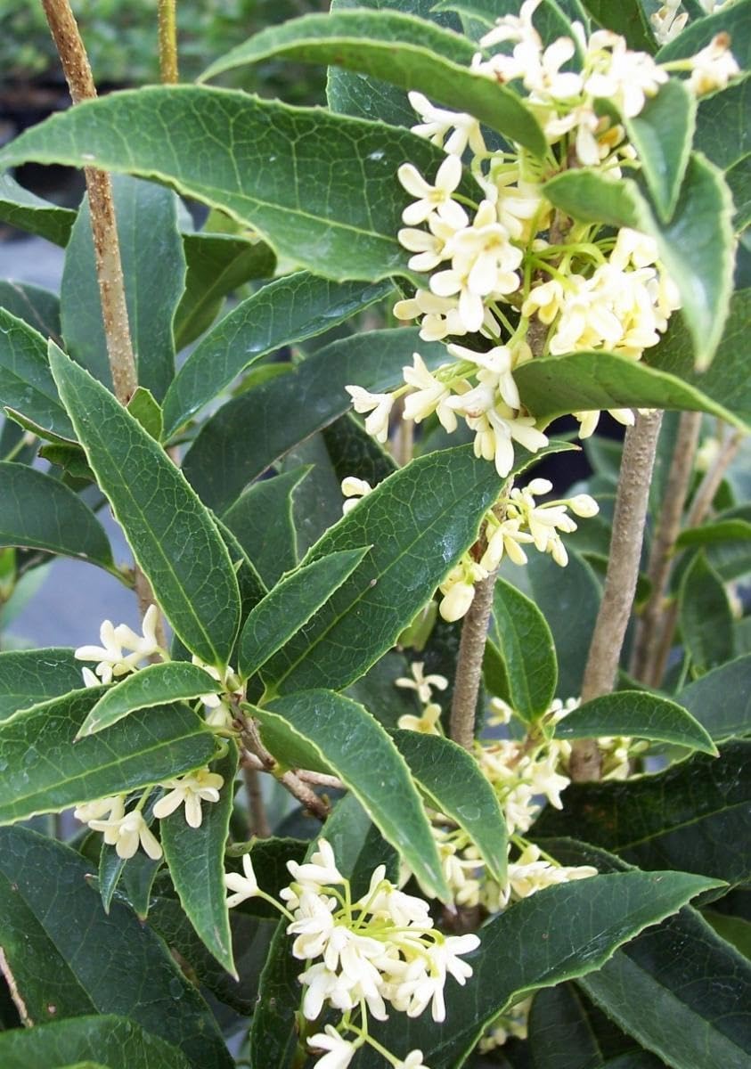 Jalpai Fruit Plant – Indian Olive Tree for Home Garden, Orchard & Terrace Gardening - Image 4