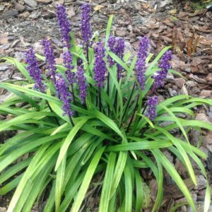 Liriope Variegated Grass Lily-Turf Plant | Live Green & White Variegated Ground Cover Plant for Home Garden