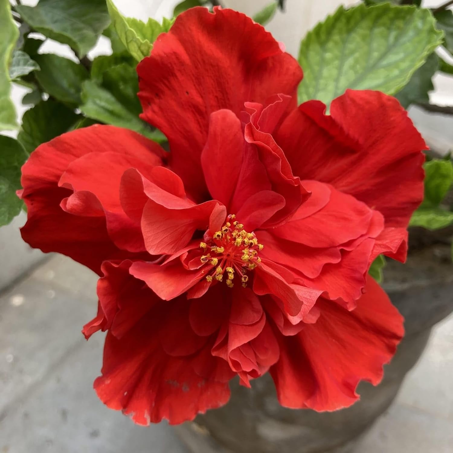 Hybrid Dragon Hibiscus Flower Plant (Red) | Hibiscus rosa-sinensis Premium Exotic Live Flowering Plant - Image 5